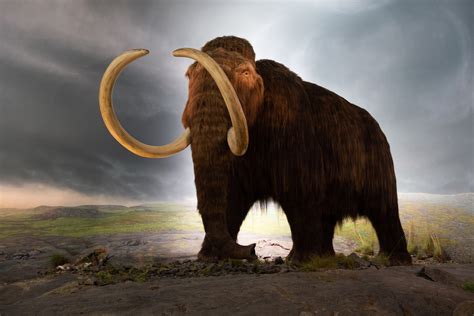 MAMMOTH .